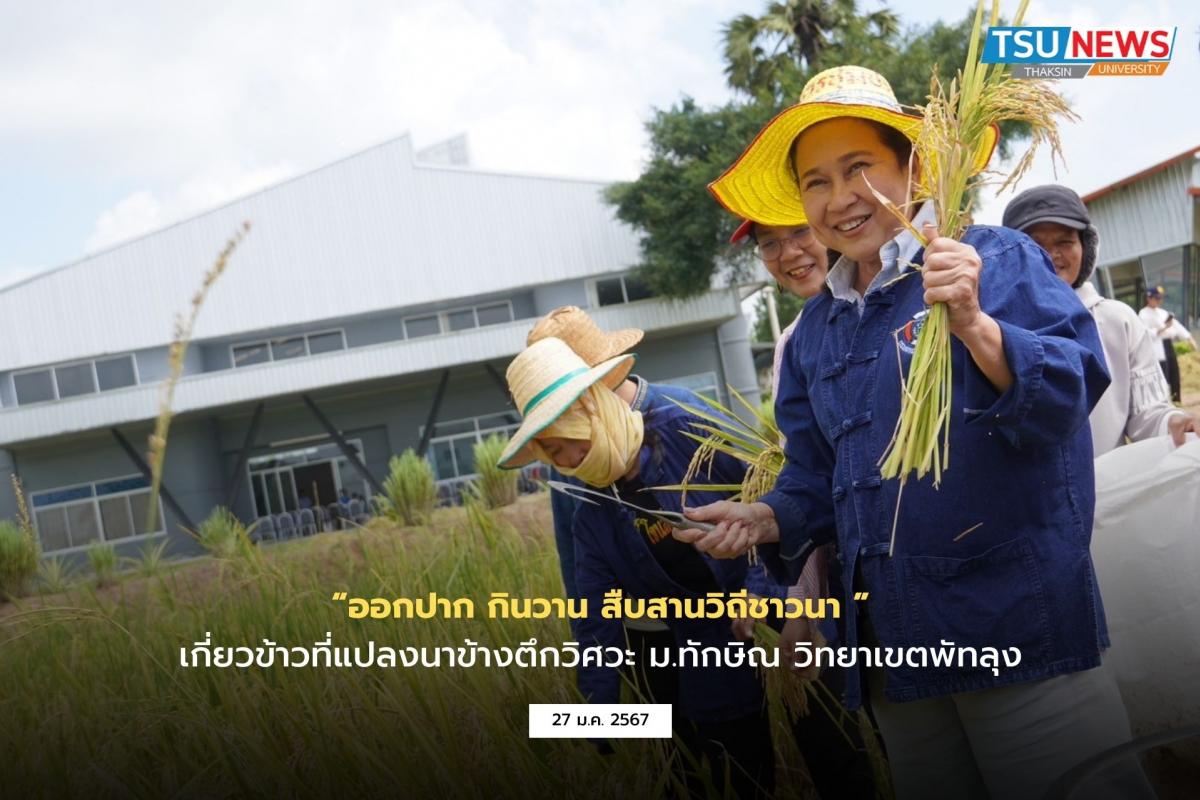 ออกปาก กินวาน สืบสานวิถีชาวนา เก็บเกี่ยวข้าวบริเวณทุ่งนาทองสีเหลืองส่องอร่าม ข้างตึกคณะวิศวกรรมศาสตร์ มหาวิทยาลัยทักษิณ วิทยาเขตพัทลุง 